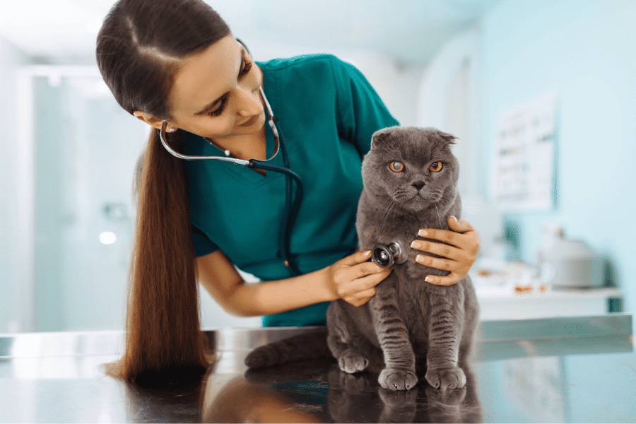 Preventing Common Pet Health Issues: Tips for Responsible Pet Ownership