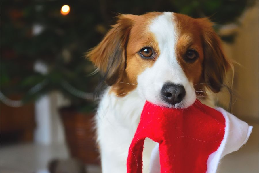 Adopting a Pet for the Holidays: What You Need to Know