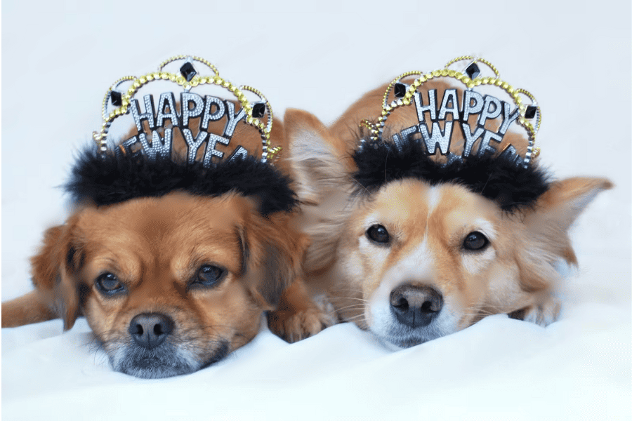 New Year’s Resolutions for Pet Owners: Health and Wellness Goals for Your Furry Friends