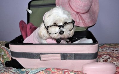 How to have a Safe and Stress Free Pet Travel