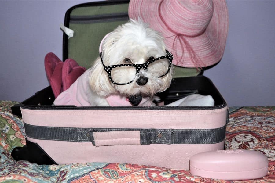 Ensuring Safe and Stress-Free Pet Travel: The Role of Professional Pets Florida Pet Flight Nanny